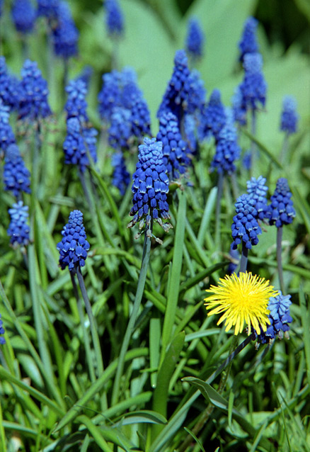 photo "Mouse king" tags: nature, flowers