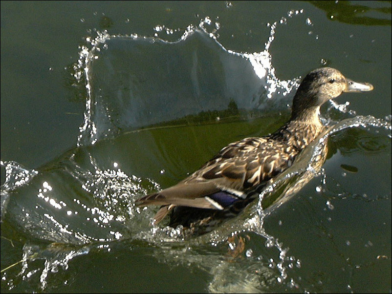 photo "The touch-down" tags: nature, portrait, wild animals