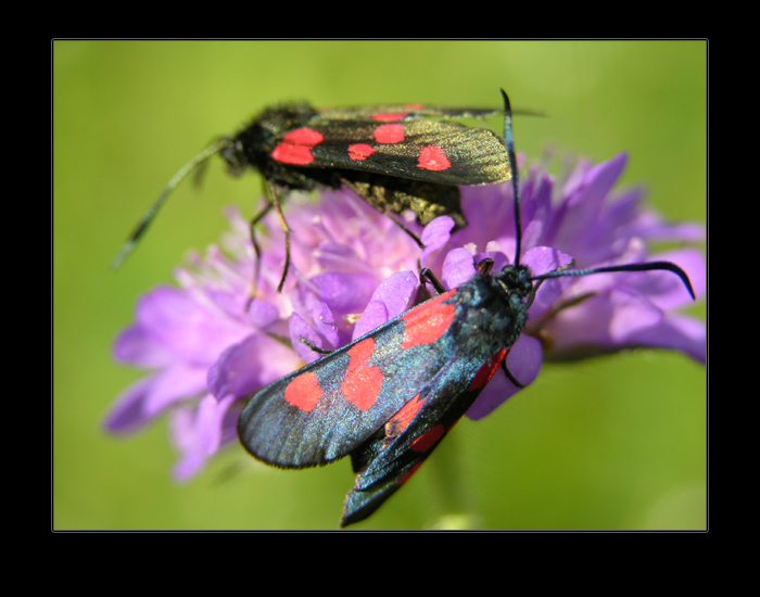 фото "Двое" метки: природа, макро и крупный план, насекомое