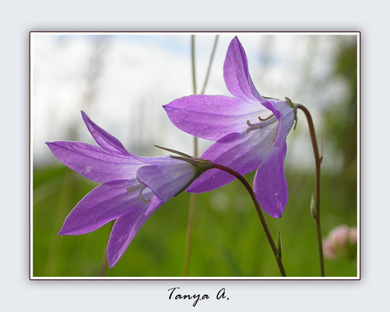 photo "***" tags: macro and close-up, nature, pets/farm animals