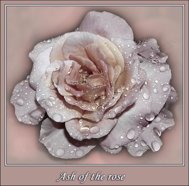 photo "Ash of the rose" tags: montage, 