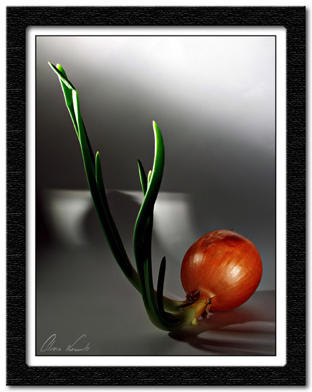 фото "A cebola (The onion)" метки: натюрморт, природа, цветы