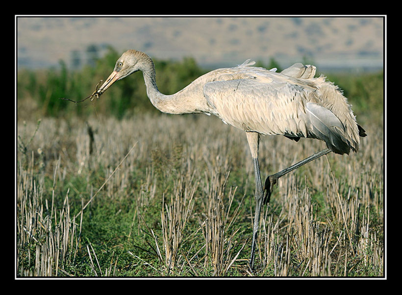 photo "Crane - Grus Grus" tags: nature, wild animals