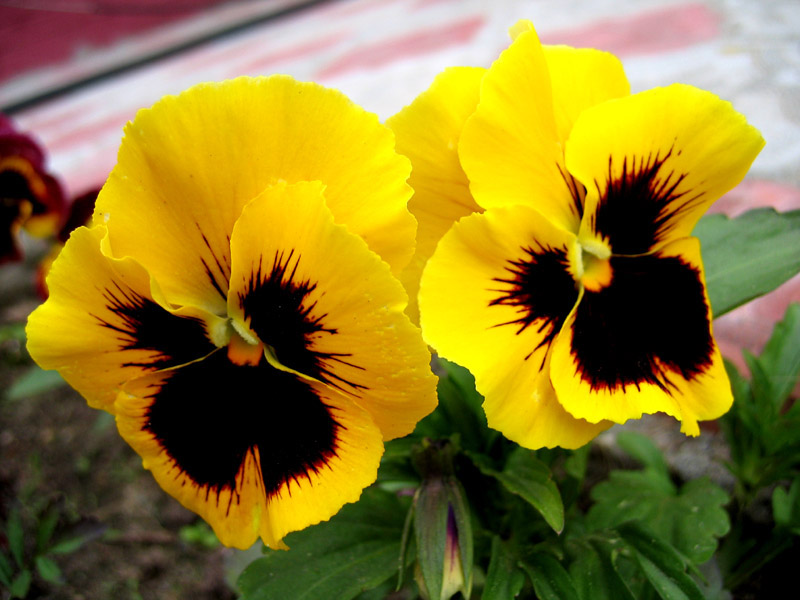 photo "All colors of summer #2" tags: nature, macro and close-up, flowers