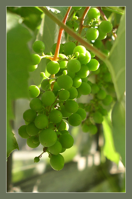 photo "Wild grape" tags: nature, macro and close-up, flowers