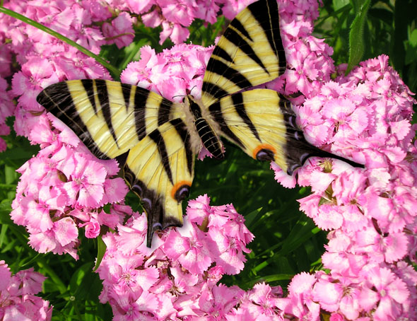 фото "Редкая Красота" метки: природа, насекомое, цветы