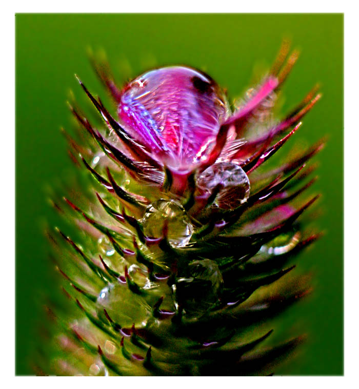 photo "Rain drop on grass" tags: nature, 