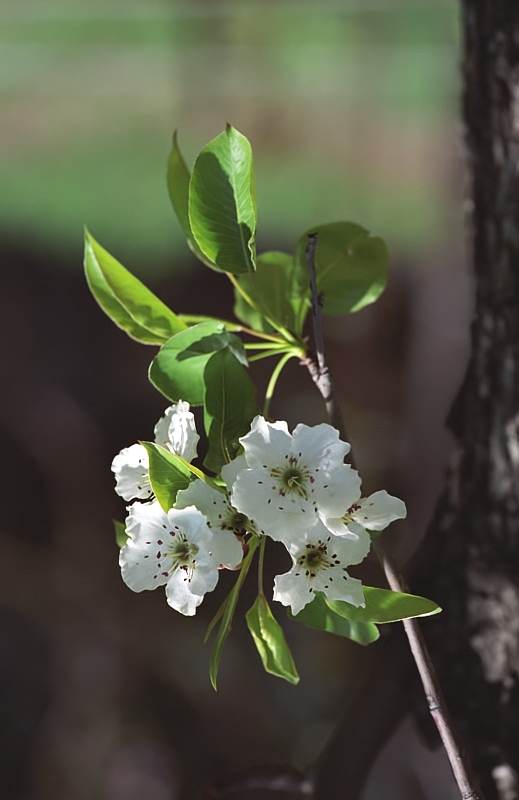 photo "Spring paintings ?.." tags: nature, landscape, flowers, spring