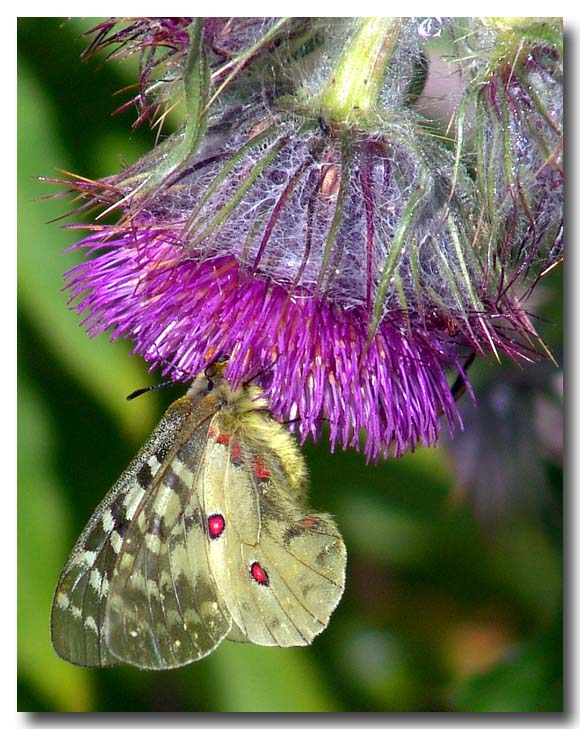 photo "papillon" tags: nature, insect