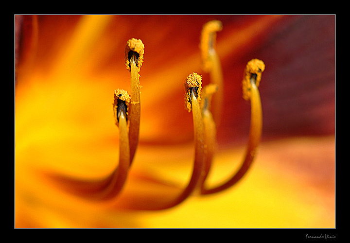 photo "Fire inside" tags: nature, macro and close-up, flowers