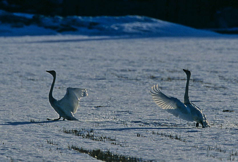 photo "swan mating" tags: nature, wild animals