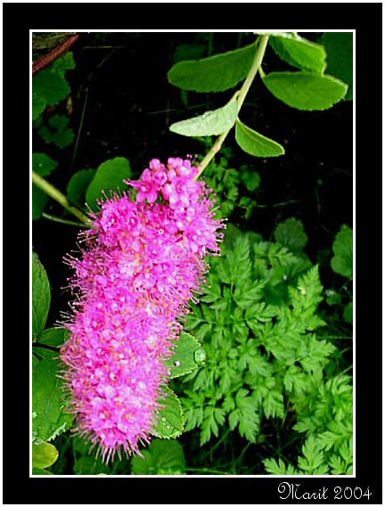 фото "Flower tree" метки: природа, макро и крупный план, цветы