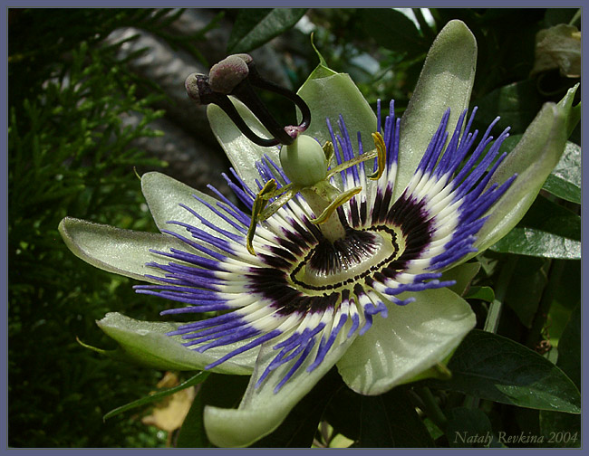 photo "The Passiflora" tags: nature, macro and close-up, flowers