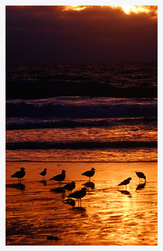 photo "Gulls at dawn" tags: nature, wild animals