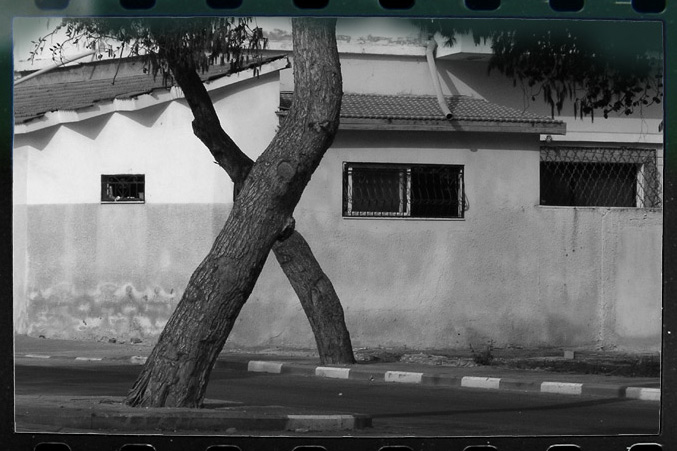 photo "x-tree" tags: black&white, architecture, landscape, 
