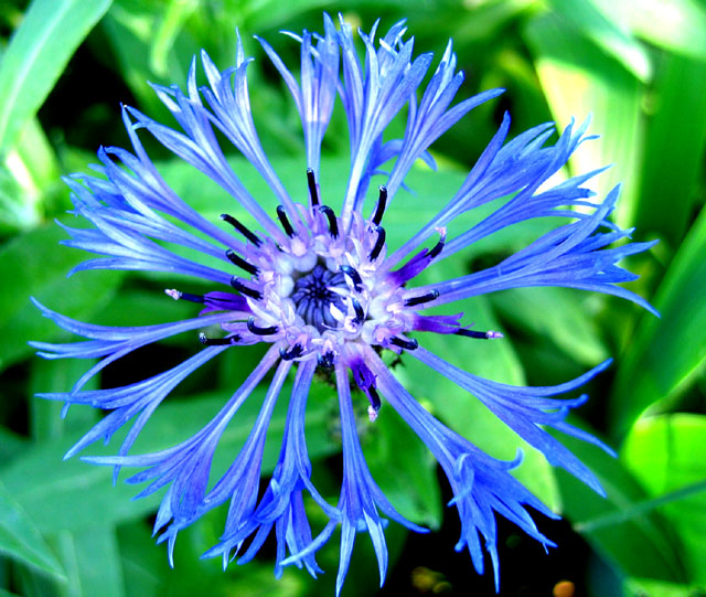 photo "strange flower" tags: nature, macro and close-up, flowers