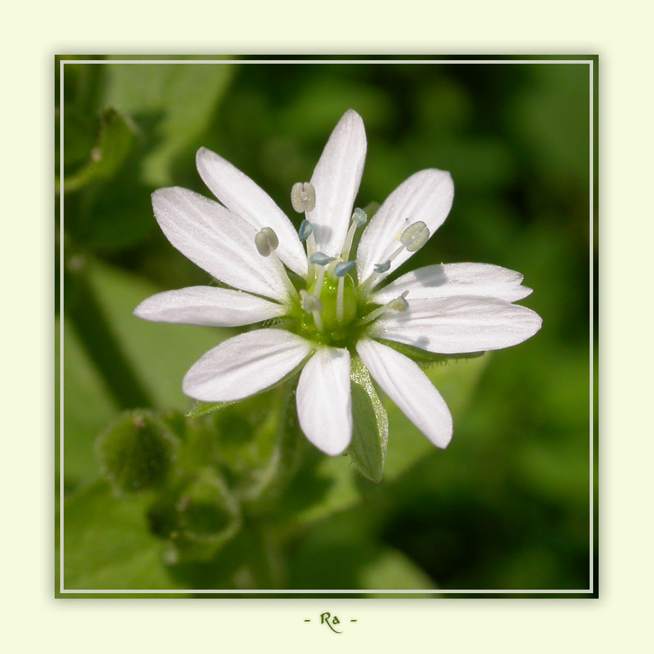 photo "***" tags: macro and close-up, nature, flowers