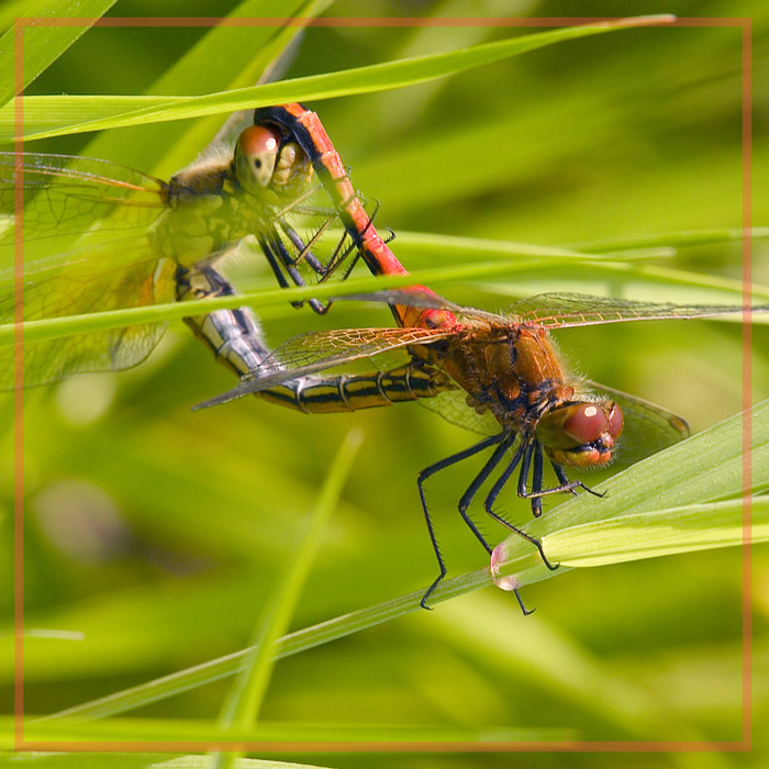 фото "НАСЛАЖДЕНИЕ-III, или интимная жизнь горожан" метки: природа, макро и крупный план, насекомое