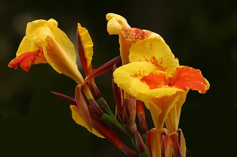 photo "Yellow and Red II" tags: nature, flowers