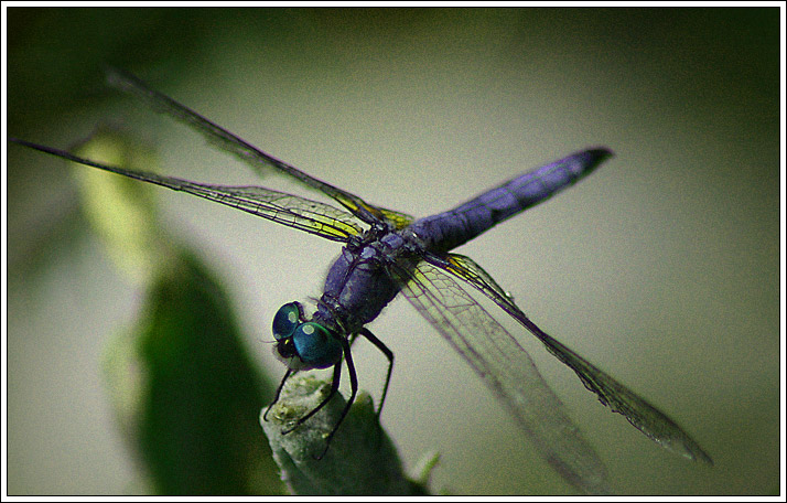 photo "*" tags: macro and close-up, nature, insect