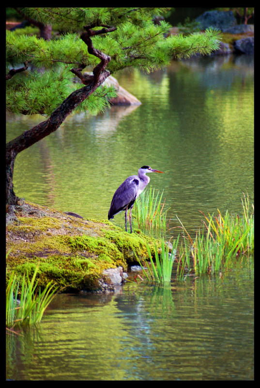 photo "In the garden of Golden temple (Japan)" tags: nature, wild animals