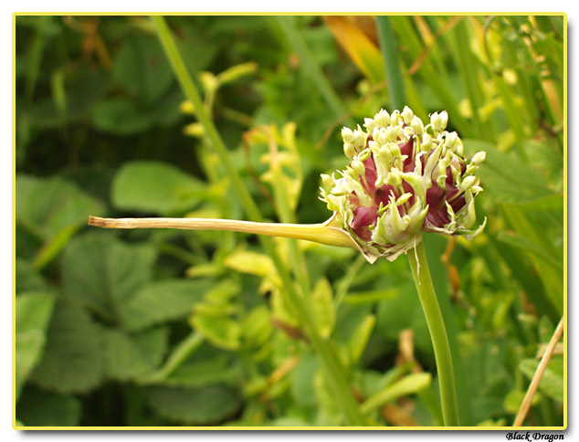 photo "Pinokkio" tags: macro and close-up, humor, 