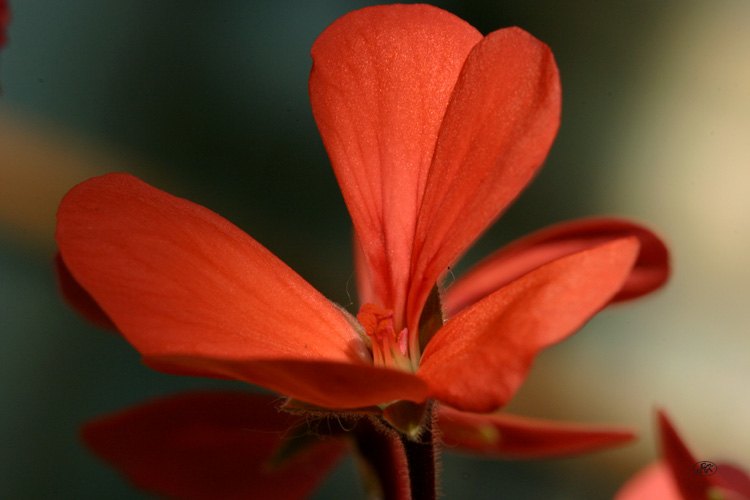 photo "Scarlet color" tags: nature, macro and close-up, flowers