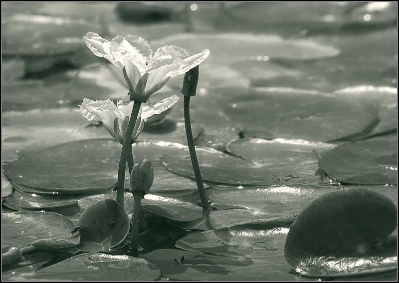 photo "Family" tags: nature, flowers