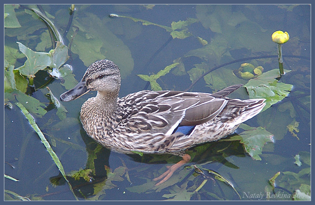 photo "Celestial lake" tags: nature, landscape, water, wild animals