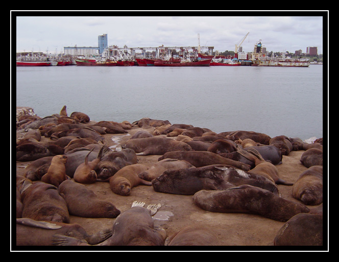 фото "Sea lions on the Harbor" метки: путешествия, природа, Южная Америка, дикие животные