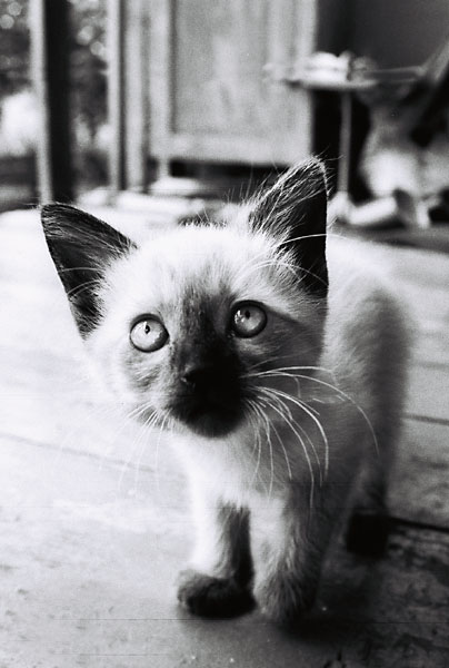 photo "Cartoon cat" tags: nature, black&white, pets/farm animals