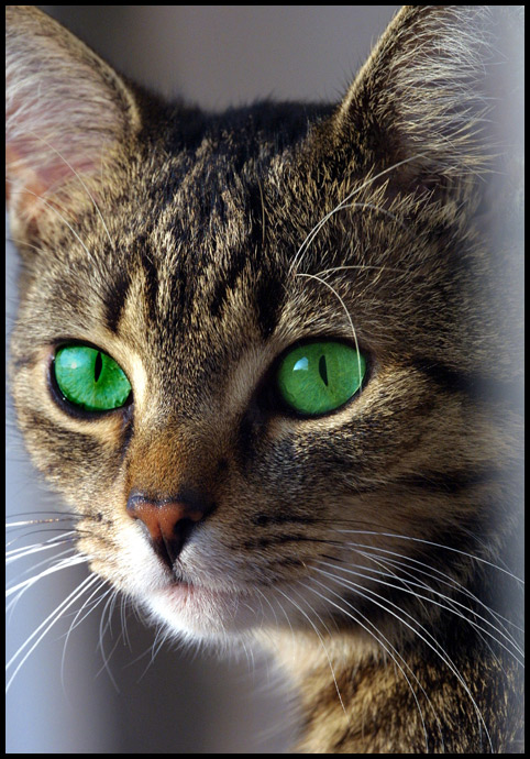 photo "Green-eyed" tags: nature, pets/farm animals, wild animals