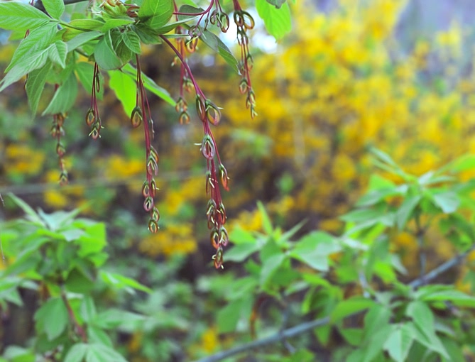 photo "Tear-drops?" tags: nature, flowers