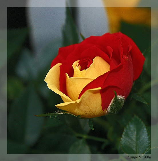 фото "Rose ..." метки: природа, фотомонтаж, цветы