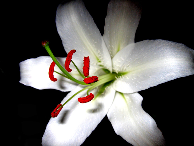фото "белая лилия" метки: природа, макро и крупный план, цветы