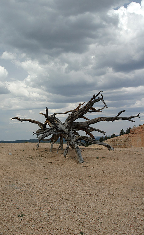 photo "Spiderwood" tags: abstract, landscape, mountains