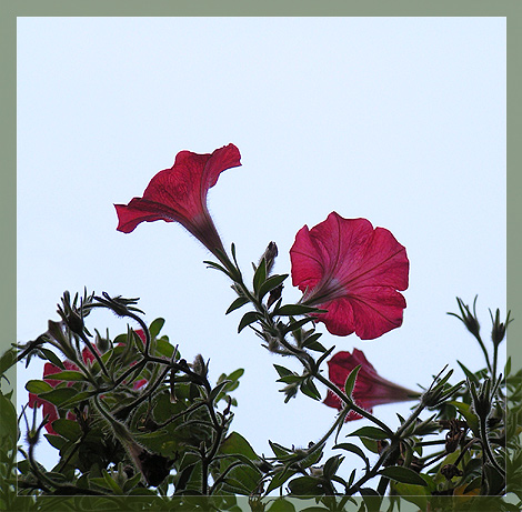 photo "Back of the nature" tags: macro and close-up, 