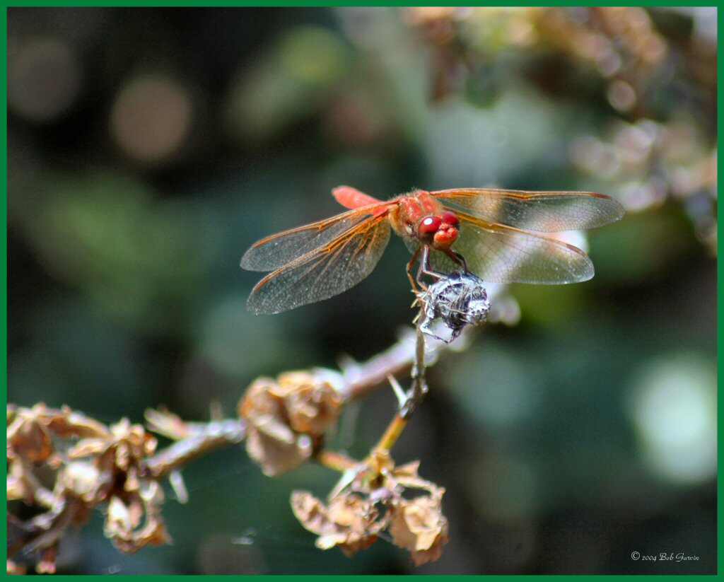 photo "Dragon Fly" tags: nature, macro and close-up, insect