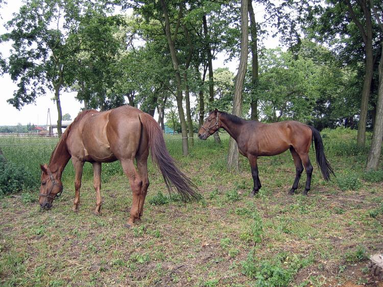 photo "horse" tags: nature, pets/farm animals