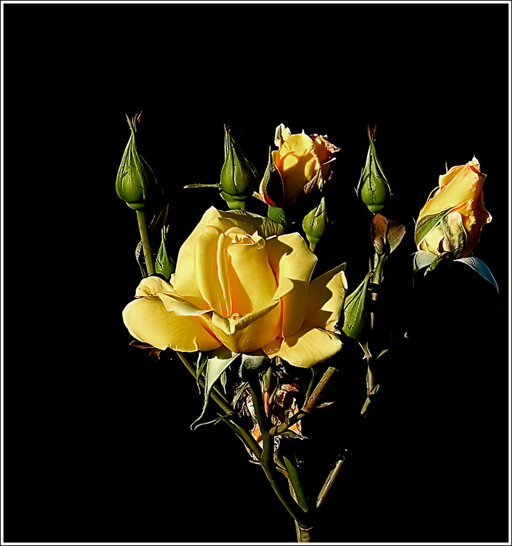 фото "Созвездие" метки: макро и крупный план, природа, цветы