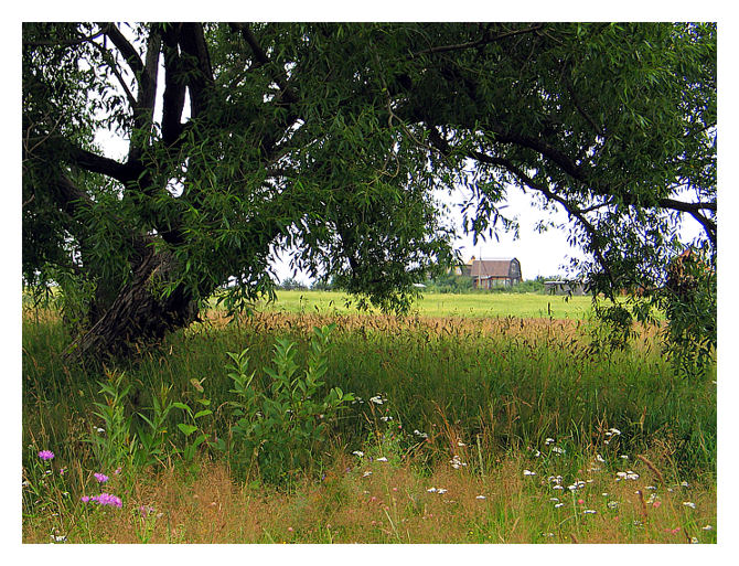 photo "Silent" tags: landscape, summer
