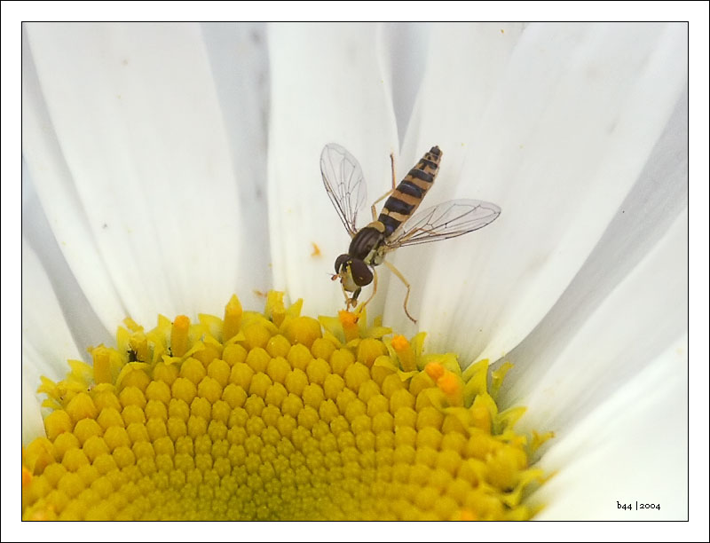 photo "Lunch mood" tags: misc., 