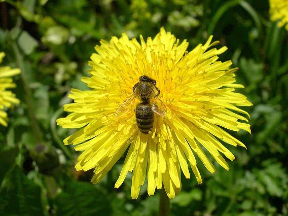 photo "Dandelion" tags: macro and close-up, nature, insect