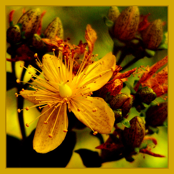фото "Желтый цветок" метки: природа, макро и крупный план, цветы