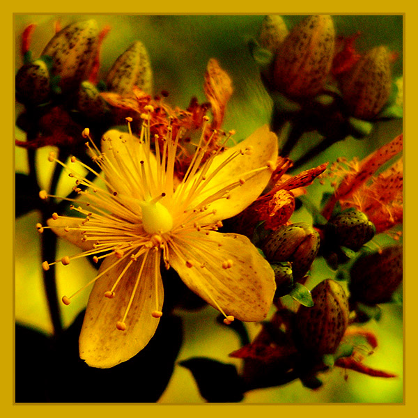 photo "The yellow flower" tags: nature, macro and close-up, flowers