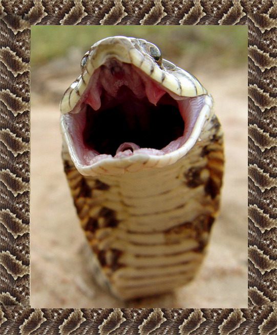 фото "Snake attack" метки: природа, дикие животные