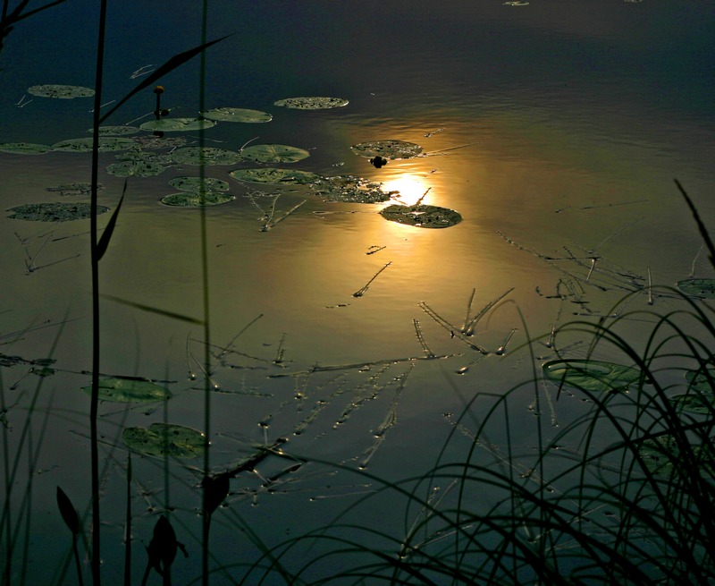 фото "Calm..." метки: пейзаж, лето