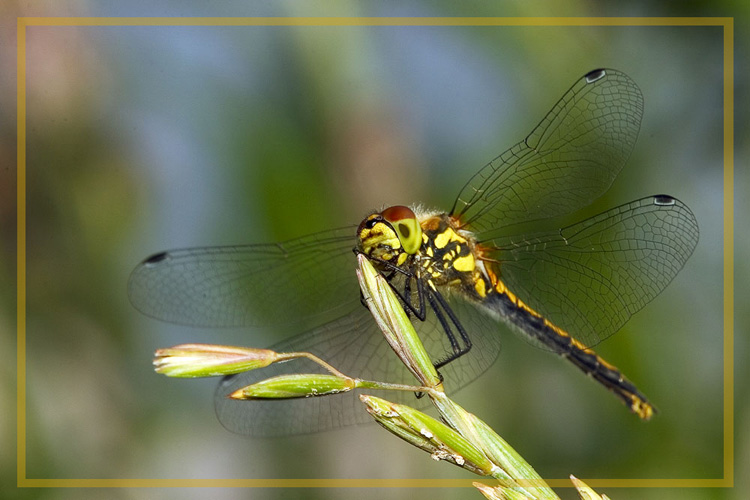 photo "Fighter-interceptor or a dragonfly ordinary" tags: nature, macro and close-up, insect