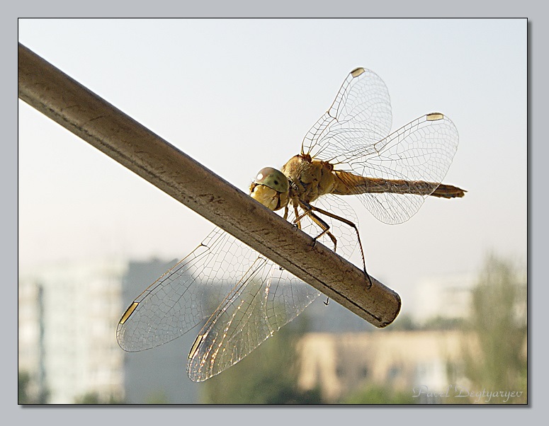 photo "Air stained-glass windows" tags: macro and close-up, nature, insect