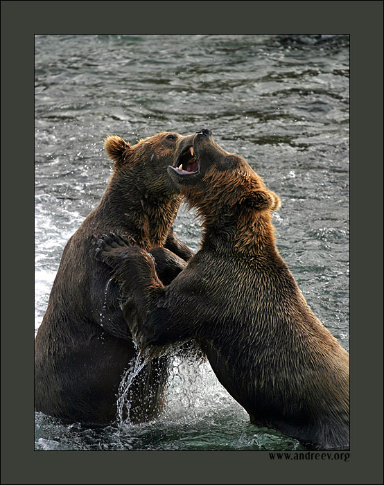 photo "The fight" tags: nature, travel, North America, wild animals